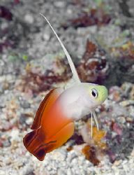 This Fire Dartfish was one of the most colorful of the sm... by Jim Chambers 